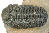 Detailed Phacopid (Morocops) Trilobite - Foum Zguid, Morocco #363136-1